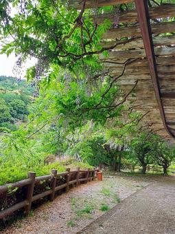 森の風景〜徳島県神山町 森の風景〜徳島県神山町 森,自然,山の写真素材