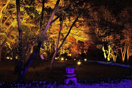 紅葉イルミネーション イルミネーション,紅葉,秋の写真素材