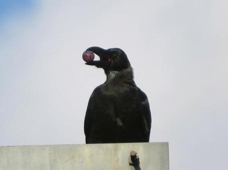 大き目の実をくわえたカラス カラス,鳥,生き物の写真素材