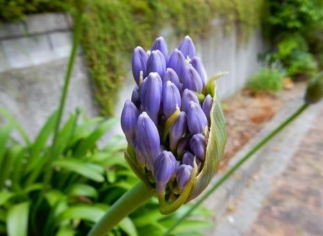Photo, agapanthus, purple clam, cliviaceae, 