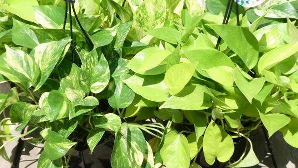 ポトスの葉 観葉植物 グリーン ポトスの葉 観葉植物 グリーンの写真