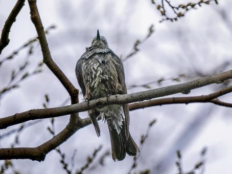 枝にとまるヒヨドリ 枝にとまるヒヨドリの写真