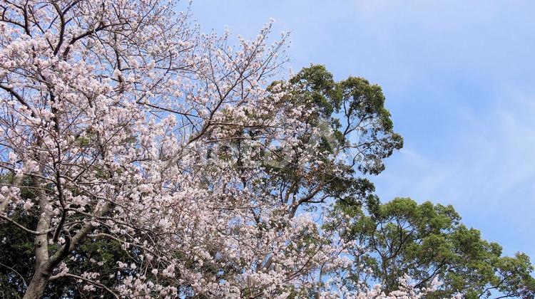2025はままつフラワーパーク　桜満開 桜,春,染井吉野の写真素材