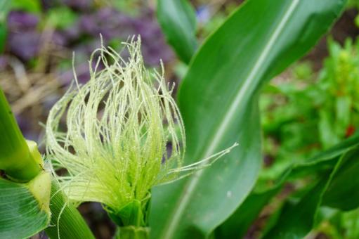 とうもろこしとうの雄花 とうもろこしとうの雄花 とうもろこし,雄花,野菜の写真素材