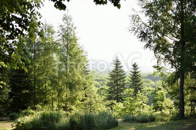 森の風景 森,樹木,樹林の写真素材