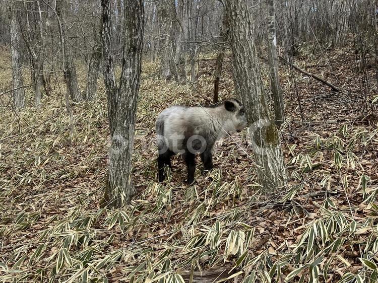 野生のカモシカ４ 野生,カモシカ,トレッキングの写真素材