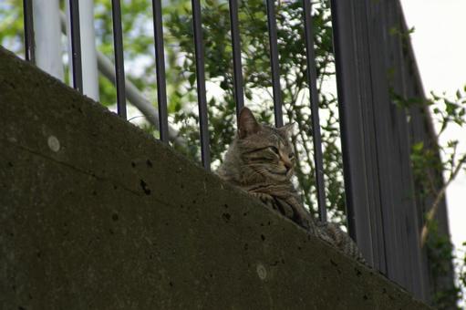 にゃんこ にゃんこの写真