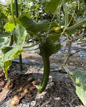 Cucumber, JPG