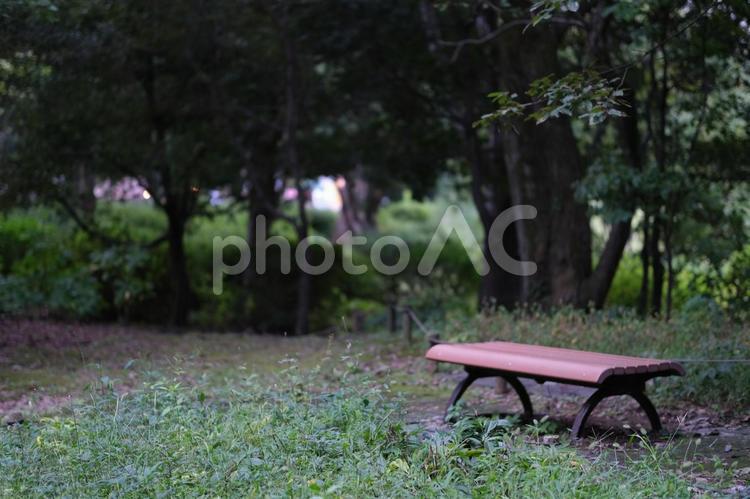夕暮れの公園　秋のイメージ 憩い,木陰,癒やしの写真素材