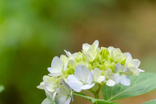 淡い緑の紫陽花 淡い緑の紫陽花 紫陽花,花,花びらの写真素材