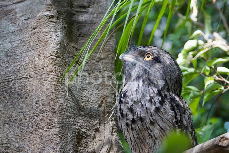 木の上のオーストラリアガマグチヨタカ 鳥,ヨタカ,擬態の写真素材
