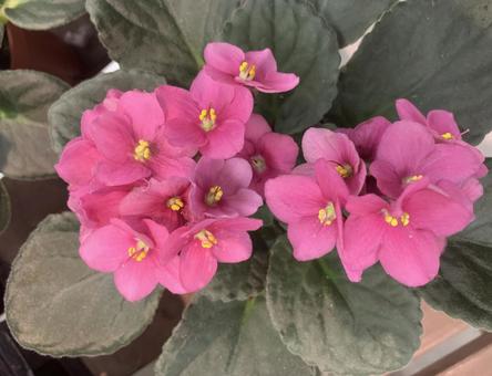 セントポーリア 花 セントポーリア 花 花,ガーデニング,夏花壇の写真素材