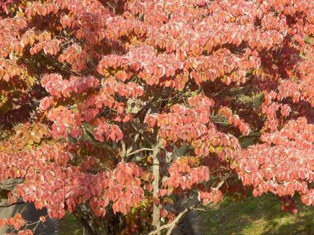 【紅葉写真】美しい紅葉 紅葉,自然,風景の写真素材