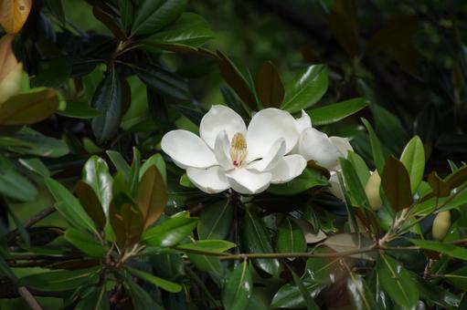 季節の花472 季節の花472の写真