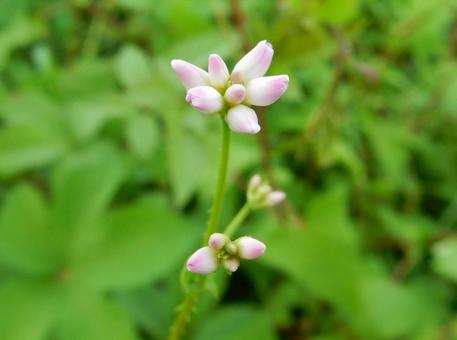 【花の写真】ミゾソバ(溝蕎麦) 【花の写真】ミゾソバ(溝蕎麦)の写真