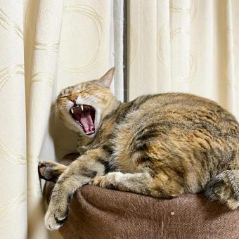 キャットタワーであくびするキジ猫 猫,あくび,キャットタワーの写真素材