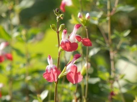 【花の写真】チェリーセージ チェリーセージ,植物,花の写真素材