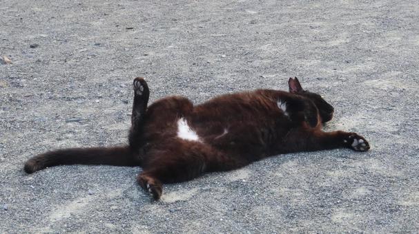 夕涼みで寝転ぶもふもふで可愛い黒猫 夕涼みで寝転ぶもふもふで可愛い黒猫 黒猫,猫,ゴロンの写真素材