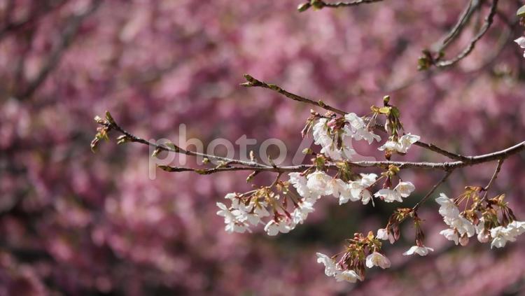 白浜桜の里に春を訪ねて 下田,桜,白浜桜の里の写真素材
