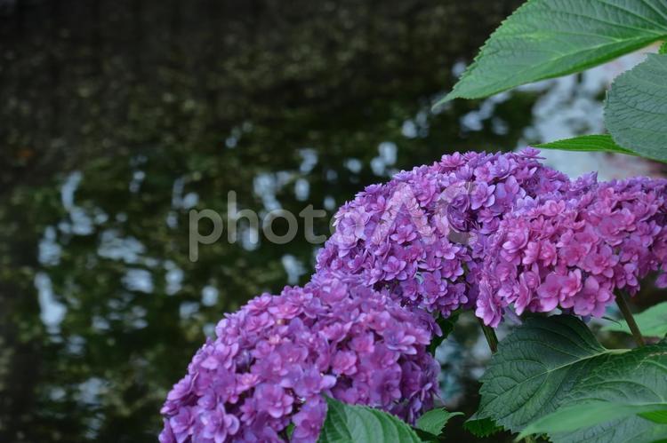 雨に濡れて咲く あじさい,花,アジサイ科の植物の写真素材