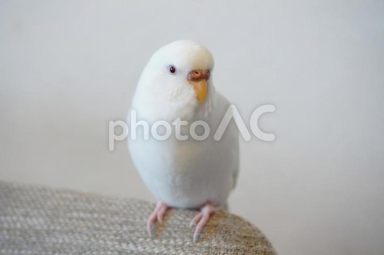くつろぐセキセイインコ セキセイインコ,インコ,小鳥の写真素材