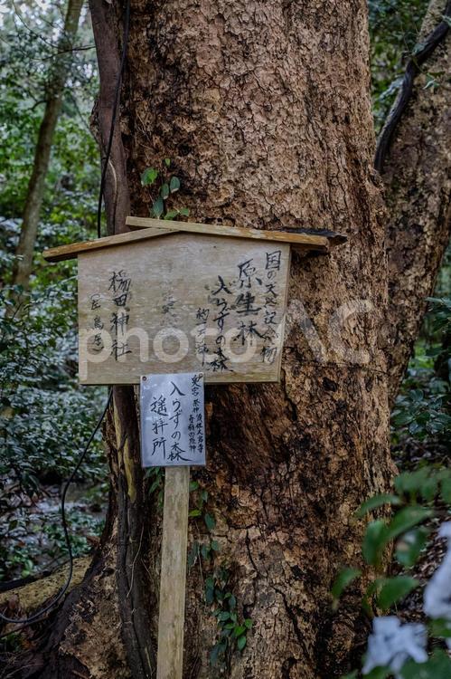 気多大社周辺の景色 気多大社,木,立札の写真素材