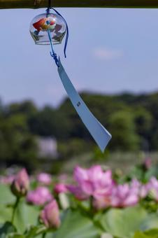 蓮 蓮 蓮,ハス,番傘の写真素材