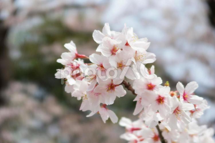 透明感のある桜のアップ 満開,桜,そめいよしのの写真素材