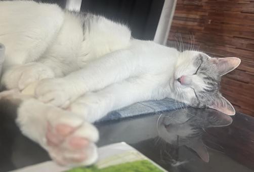 机の上で寝る猫 机の上で寝る猫の写真