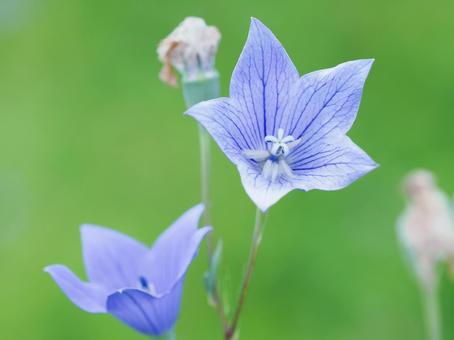 キキョウの花のクローズアップ素材 キキョウ,桔梗,クローズアップの写真素材