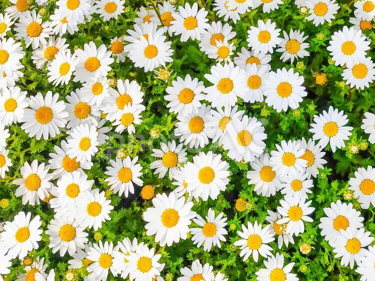 おそらくフランスギクの背景イメージ フランスギク,花,背景の写真素材