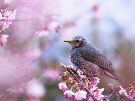 満開の桜の花にとまるヒヨドリ 鳥,ヒヨドリ,春の写真素材