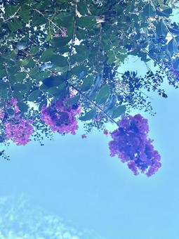 サルスベリのピンクと空の写真