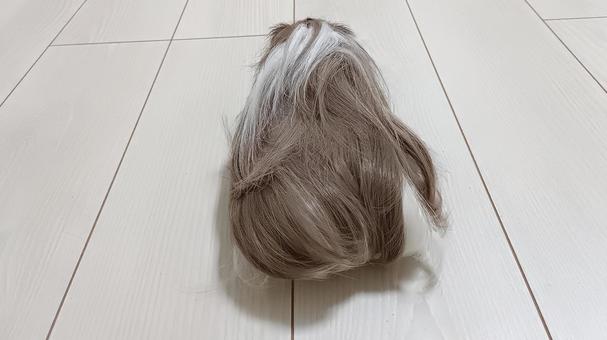 モルモットの後ろ姿 モルモット,ペット,後ろ姿の写真素材