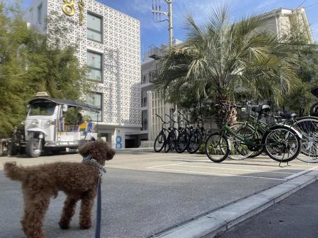 犬の後ろ姿 癒し,犬,トイプードルの写真素材