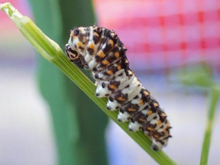Photo, a whip, larva, insect, 