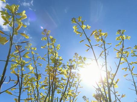 ナズナ ナズナ 花,華,花言葉の写真素材