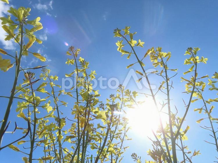 ナズナ 花,華,花言葉の写真素材