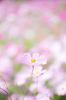 秋を告げる優しいピンクのコスモス畑の写真
