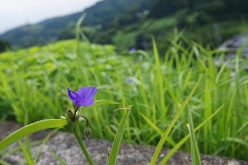 花 花の写真