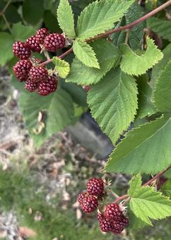 Immature blackberry fruit (vertical, JPG