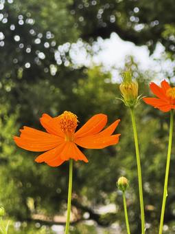 夏の花 夏の花の写真