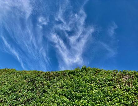 生垣から飛び出したような雲 生垣から飛び出したような雲の写真
