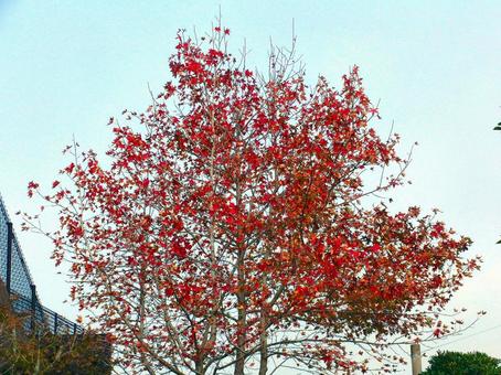 日本の紅葉 こうよう,もみじ,紅葉狩りの写真素材