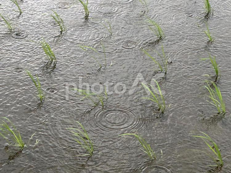 田んぼに水をたたえて 稲,米,お米の写真素材