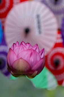 蓮 蓮 蓮,ハス,番傘の写真素材