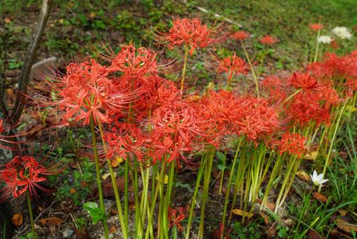 ヒガンバナ ヒガンバナ 彼岸花,植物,花の写真素材
