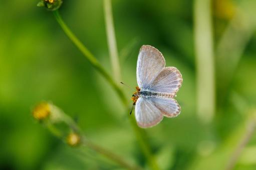 黄色い花にとまるシジミチョウ 黄色い花にとまるシジミチョウ 蝶,昆虫,チョウの写真素材