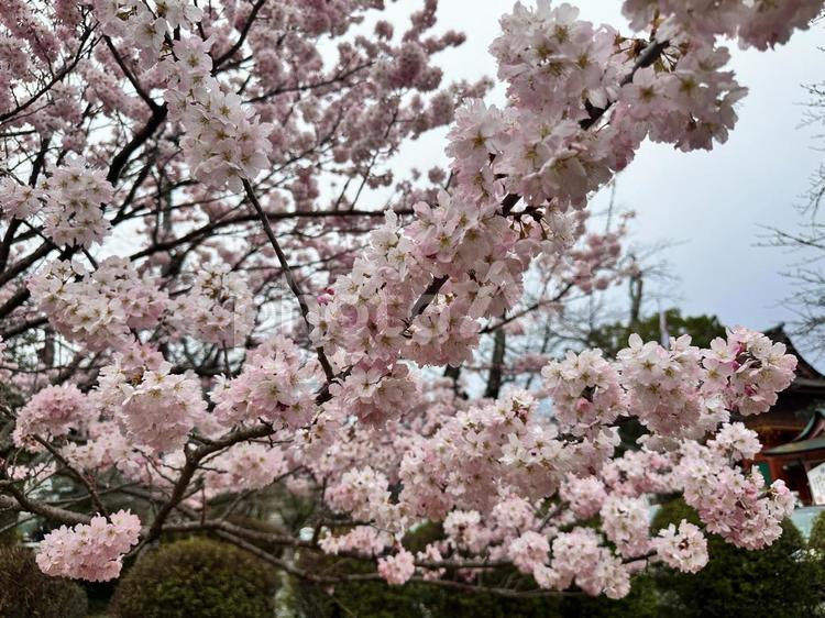 桜　さくら　サクラ　春 桜,さくら,サクラの写真素材