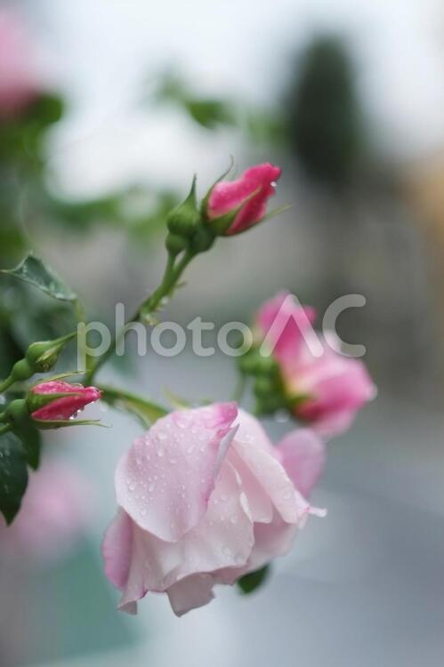 水滴のついたピンクのバラ バラ,ピンク,水滴の写真素材